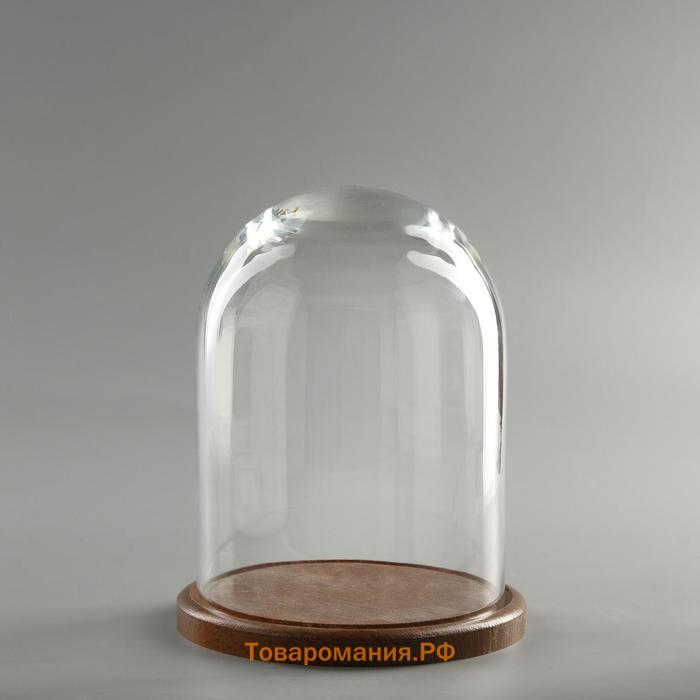 Стеклянный купол-клош на деревянной подставке "Венсан - 1", 20х15 см, коричневый