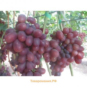 Саженец винограда Новый русский Весна 2024, 1 шт.